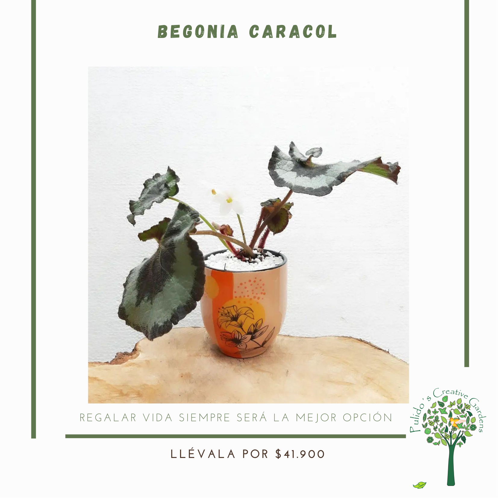 Begonia Caracol – Pulidos Creative Gardens