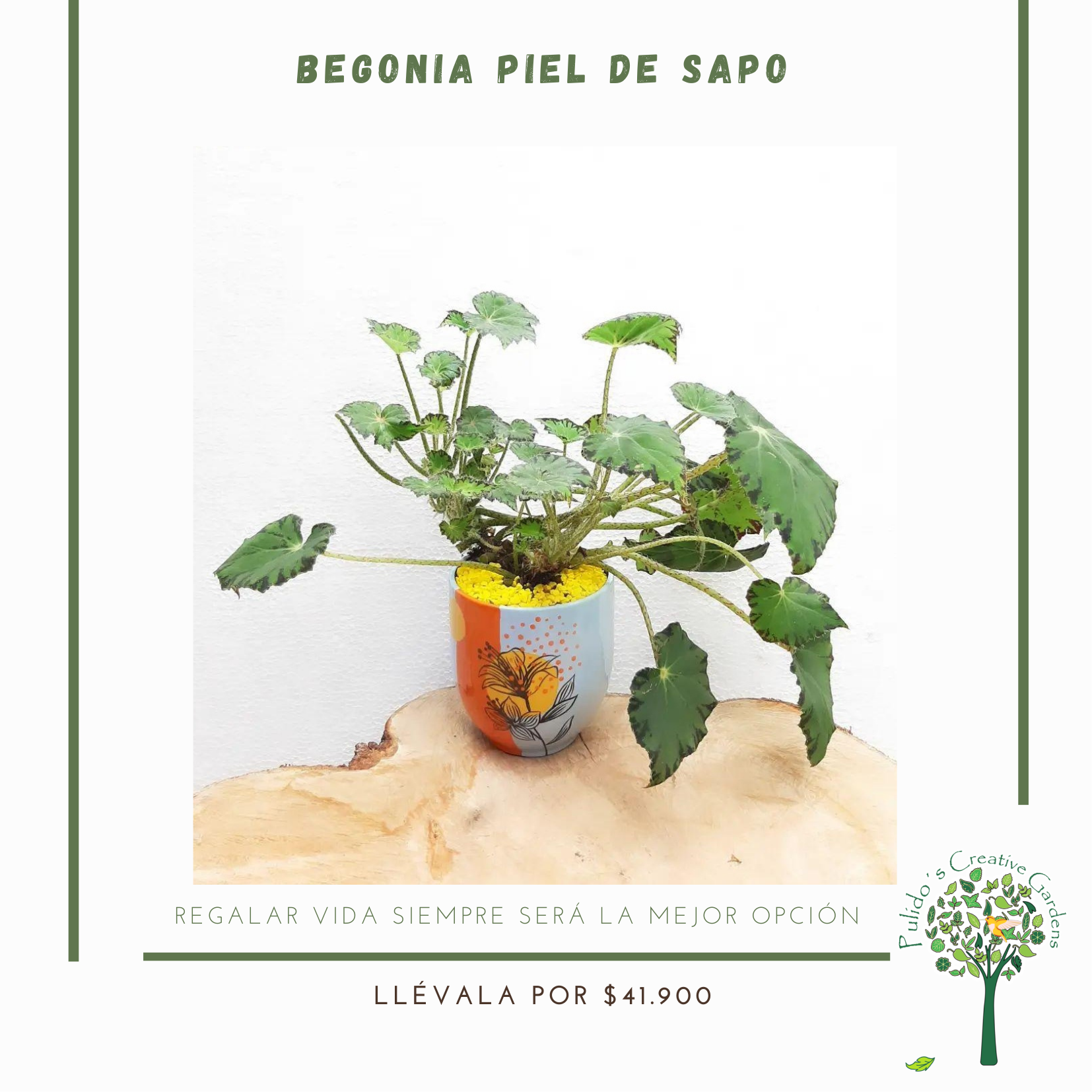 Begonia piel de sapo – Pulidos Creative Gardens
